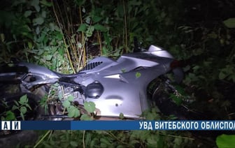 Лось убил байкера в Городокском районе