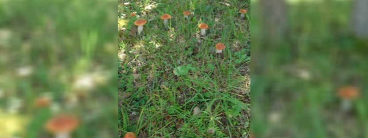 «Чуть сознание не потеряла» — Грибник поделился видео грибного «Клондайка». Но для белорусов есть плохие новости — Видео