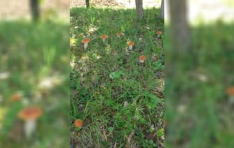 «Чуть сознание не потеряла» — Грибник поделился видео грибного «Клондайка». Но для белорусов есть плохие новости — Видео