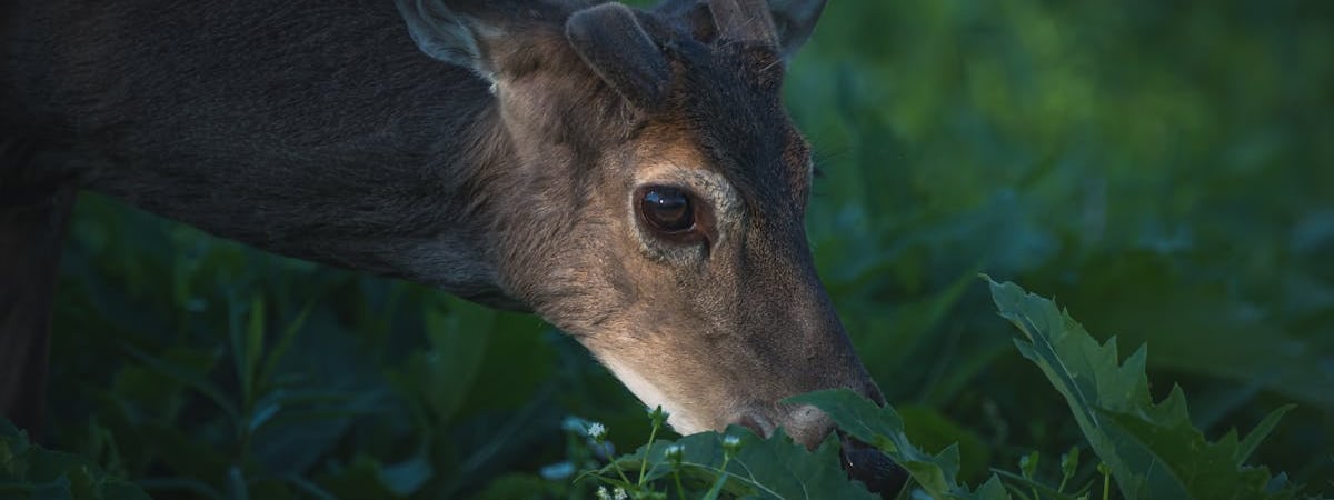 Глава МИД Польши: Позиция Венгрии раздражает всех остальных в ЕС