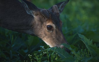 Глава МИД Польши: Позиция Венгрии раздражает всех остальных в ЕС
