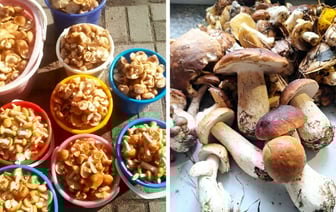 «Растут как на дрожжах» — Белорусы массово ринулись в леса за грибами. Какой из районов «в этом году отжигает?» — Фото