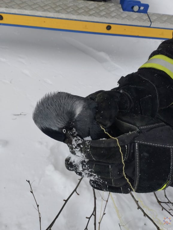 В Гомеле работники МЧС помогли вороне, которая застряла в ветках дерева