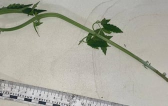 Гродненка выращивала в квартире марихуану в подарок мужу