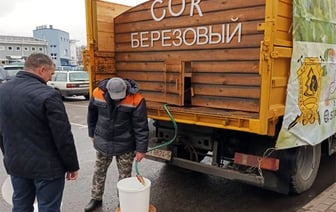 Теперь точно. Минский лесхоз назвал цены и адреса продажи берёзового сока. Что в других регионах?