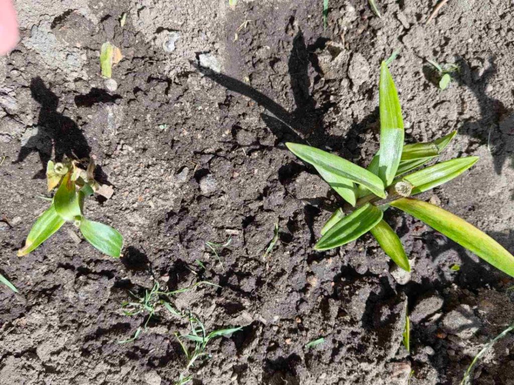 «Пришел ровно в 4 утра». «Романтик с большой дороги» оставил многоэтажку без лилий