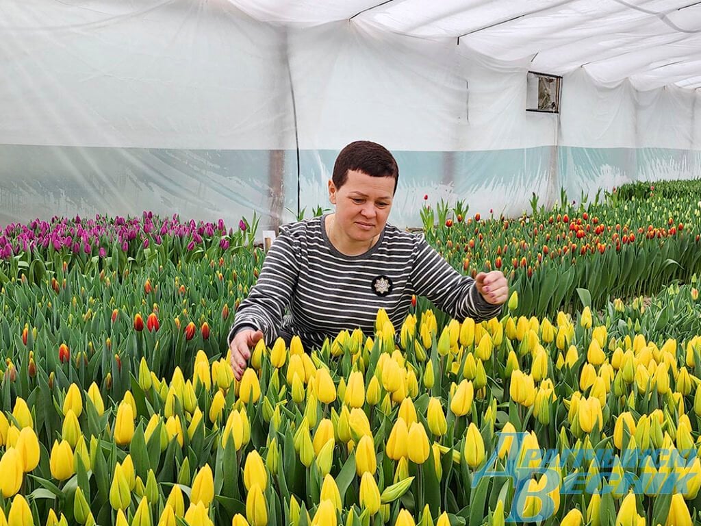 Семья из Дрогичина поделилась секретами выращивания тюльпанов