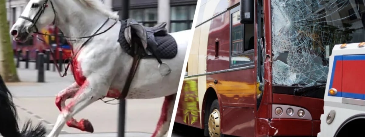 Лондон: Сбежавшие королевские лошади столкнулись с автомобилями