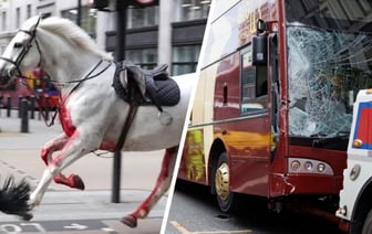 Лондон: Сбежавшие королевские лошади столкнулись с автомобилями