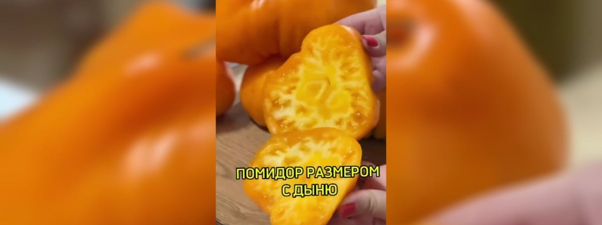 В «Сенице» начали продавать помидоры «размером с дыню». Почем? — Видео
