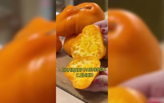 В «Сенице» начали продавать помидоры «размером с дыню». Почем? — Видео