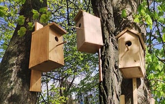 В Гомеле для пернатых построили новый ЖК