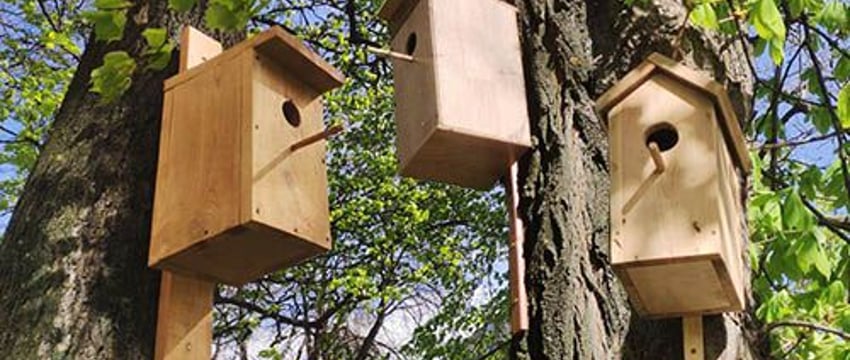 В Гомеле для пернатых построили новый ЖК