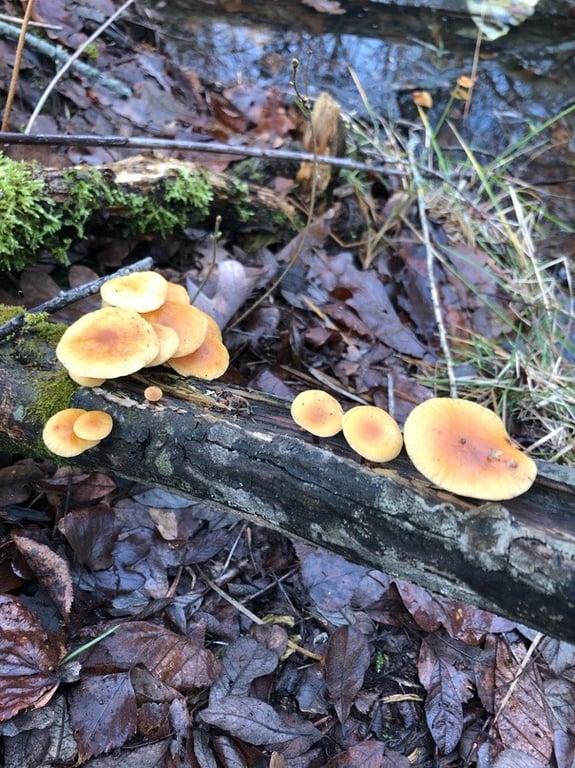 В Беларуси в декабре растут петрушка и необычные грибы