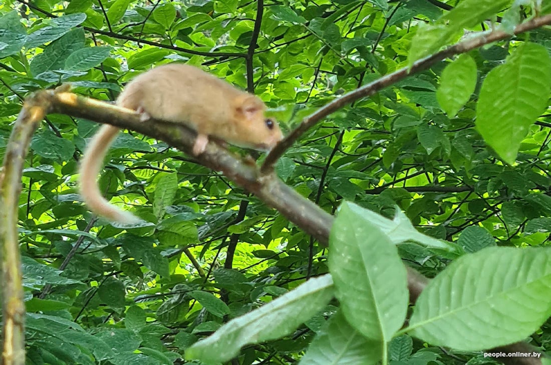 Белорус собирал яблоки и наткнулся на необычного зверька — им оказался грызун из Красной книги