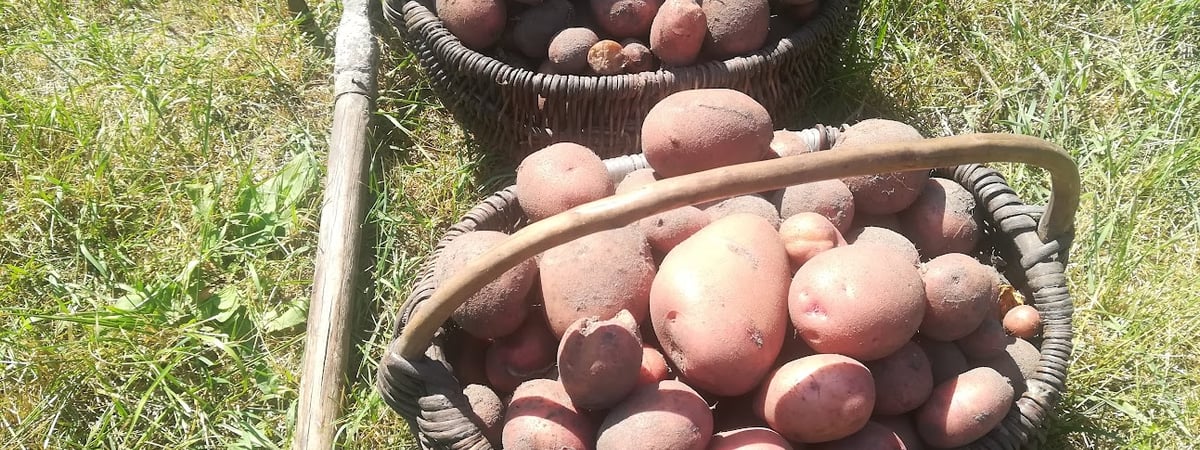 Врачи Гродно рассказали, кому нельзя есть картошку