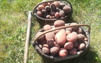 Врачи Гродно рассказали, кому нельзя есть картошку