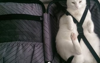 Съездить с домашним питомцем из Беларуси в Евросоюз стало сложнее. В силу вступило новое правило