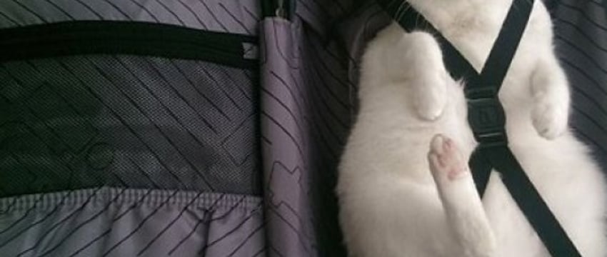 Съездить с домашним питомцем из Беларуси в Евросоюз стало сложнее. В силу вступило новое правило