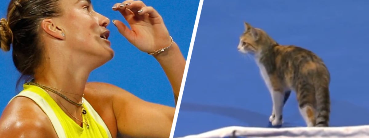 Кошка вмешалась в матч Соболенко на турнире WTA 1000. Но в сенсационном провале теннисистки виновна не она — Видео