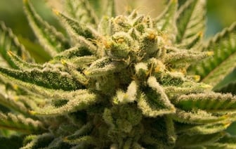 Белорус употреблял марихуану вместо снотворного. Чем всё закончилось?