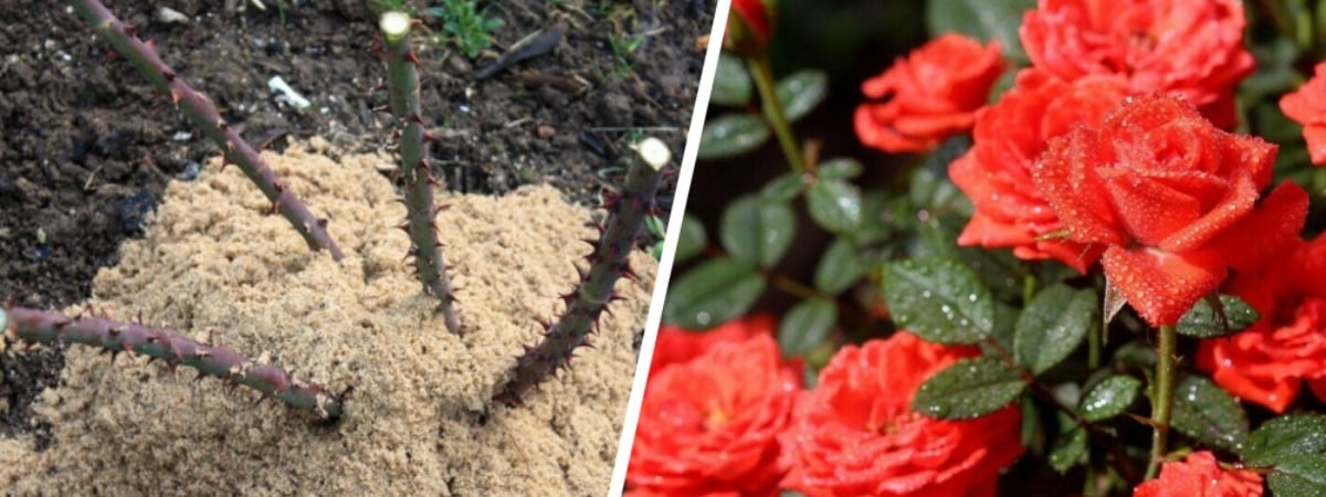Что сделать с розами перед зимой? Эта простая процедура поможет им пережить сильные морозы — Полезно