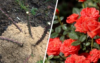 Что сделать с розами перед зимой? Эта простая процедура поможет им пережить сильные морозы — Полезно