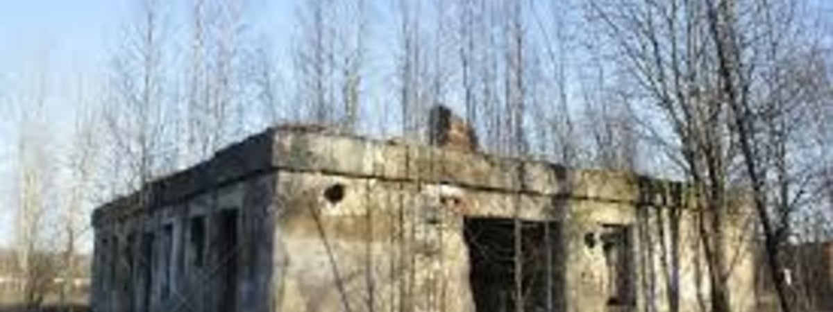 В Борисове с аукциона хотели продать живые деревья и кусты, но без земли