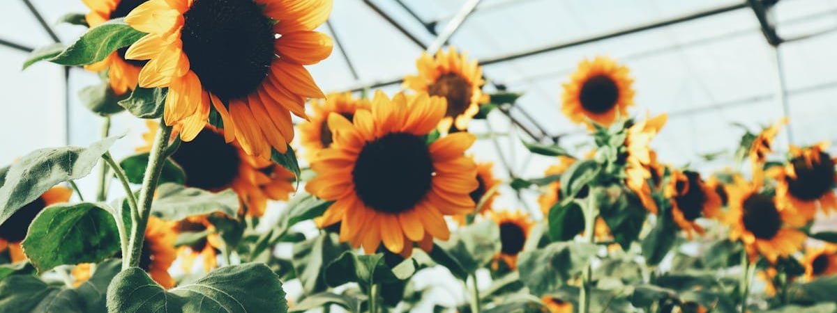 Сельхозпроизводство в Беларуси за 2024 год увеличилось на 3,4%