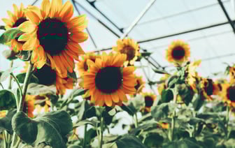 Сельхозпроизводство в Беларуси за 2024 год увеличилось на 3,4%