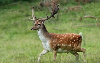 В Гродно в гараже нашли двух косуль — охотнику грозит до 6 лет тюрьмы