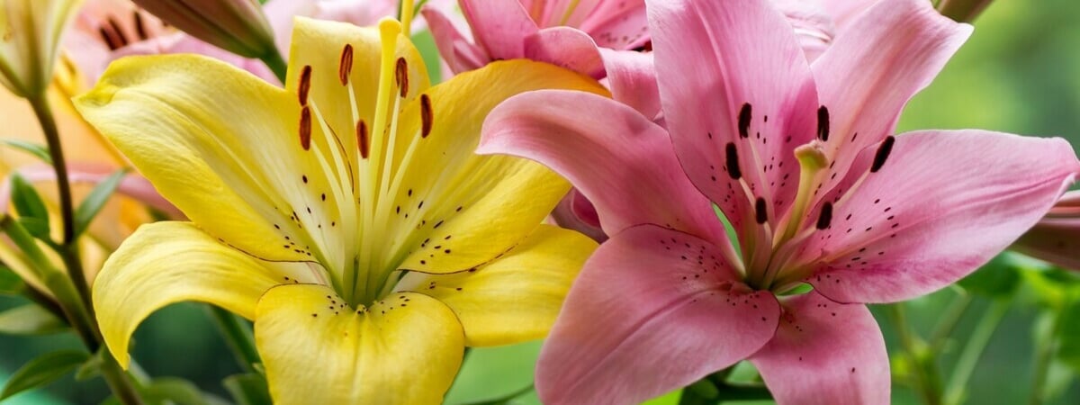 Сделайте с лилиями эти 3 процедуры в октябре — и они будут цвести много лет. Чем укрыть их на зиму? — Полезно