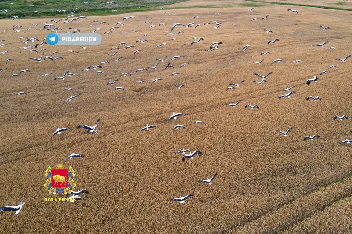 Такого вы еще не видели! Полтысячи аистов слетелись на одном поле под Гродно