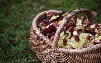 83-летний грибник потерялся в Полоцком районе, его пока не нашли