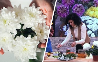 Зачем мариновать хризантемы? Эта необычная закатка на зиму подойдет не только любителям экспериментов — Полезно