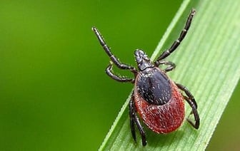 Число клещей в Беларуси выросло в 1,6 раза