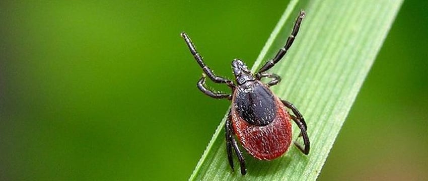 Число клещей в Беларуси выросло в 1,6 раза