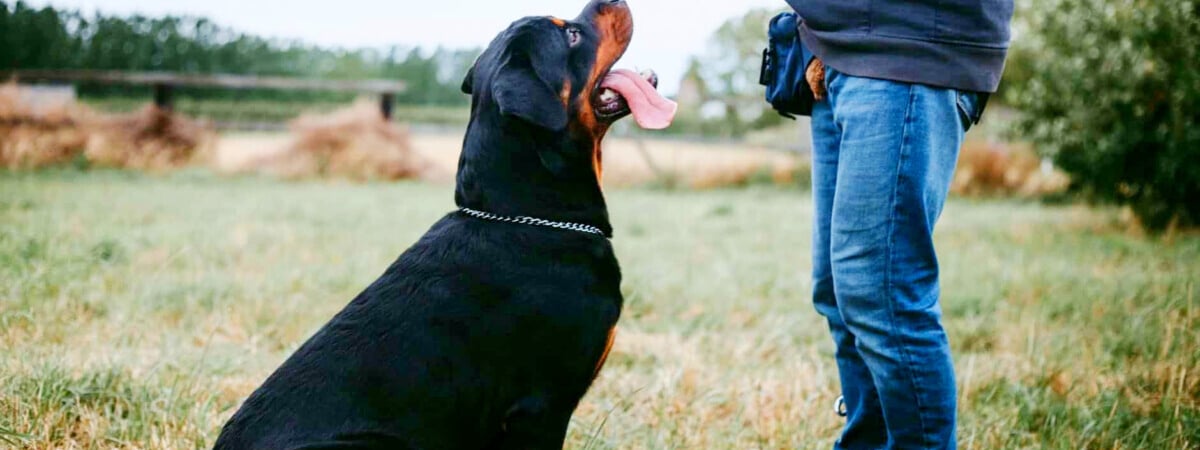 Как обучить собаку любой команде? Кинолог объяснил, как поможет «зарплата» и «хлопок» — Полезно