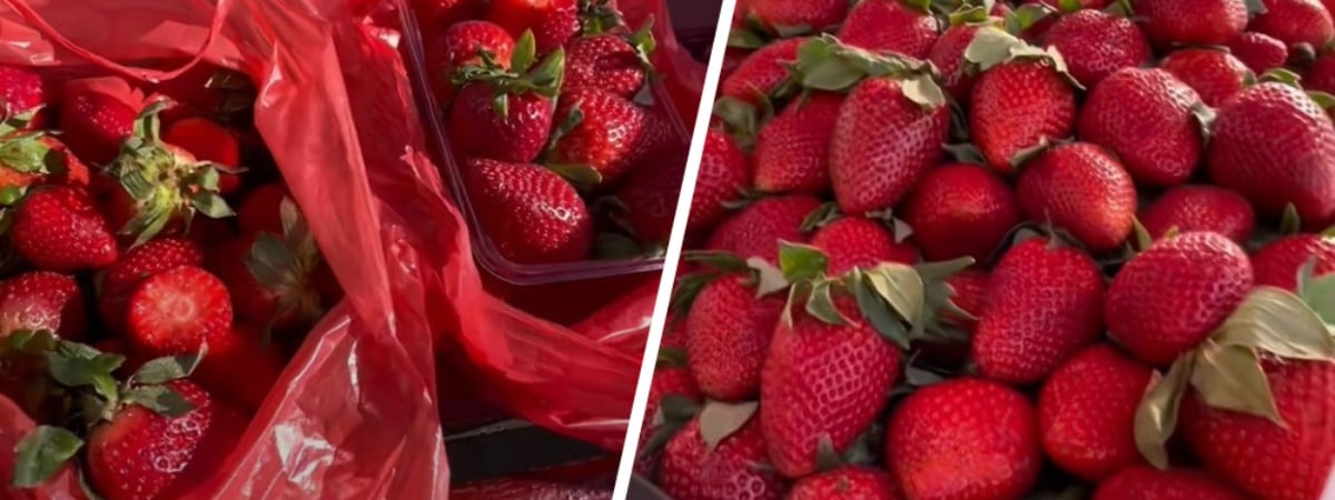 «Вчера стартовал сезон» — Белорус показал, где купить клубнику уже по 12 рублей. Подписчики нашли еще дешевле — Видео