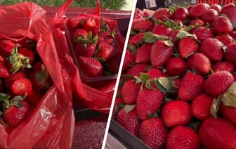 «Вчера стартовал сезон» — Белорус показал, где купить клубнику уже по 12 рублей. Подписчики нашли еще дешевле — Видео