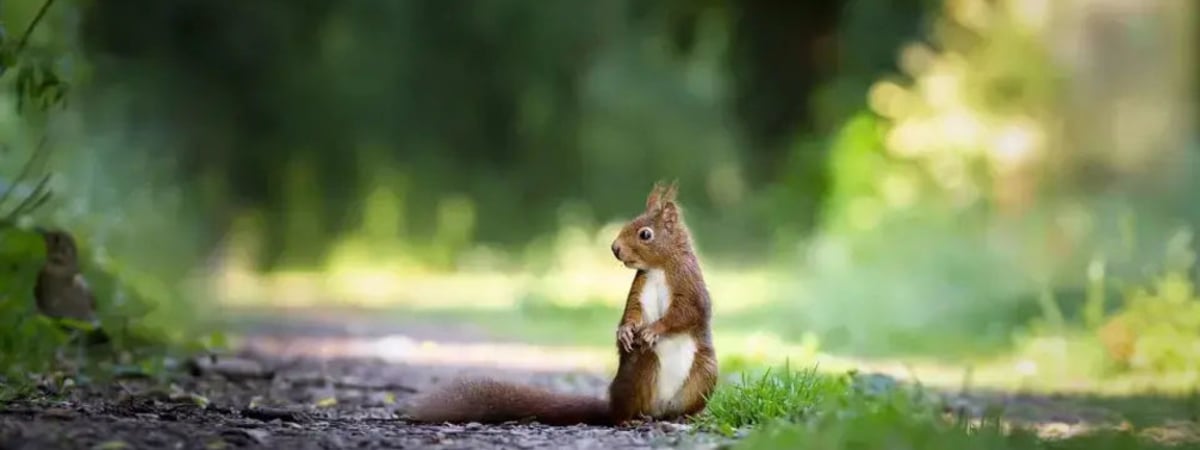 В Минском районе женщину покусал бешеный бельчонок