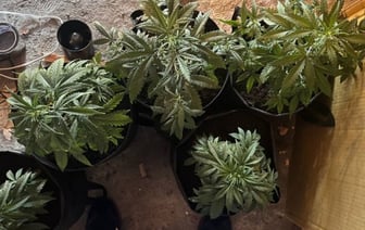 24-летний брестчанин выращивал коноплю в гараже