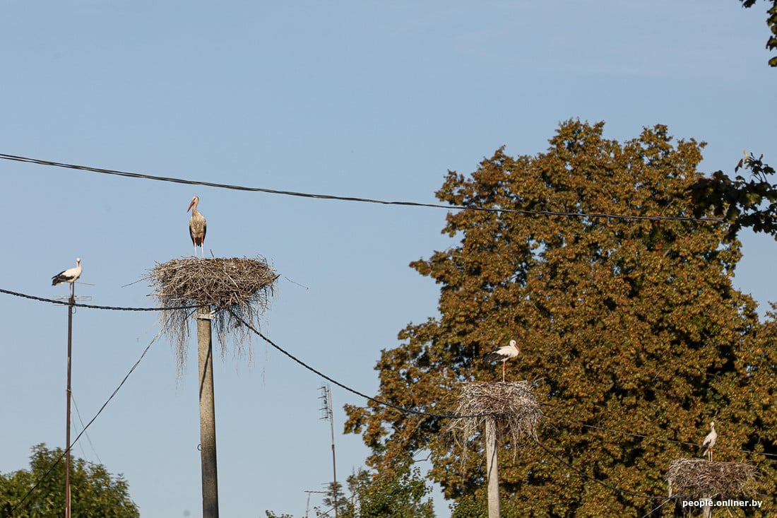Вы такое видели? В деревне Вороцевичи Ивановского района аисты почти на каждом столбе