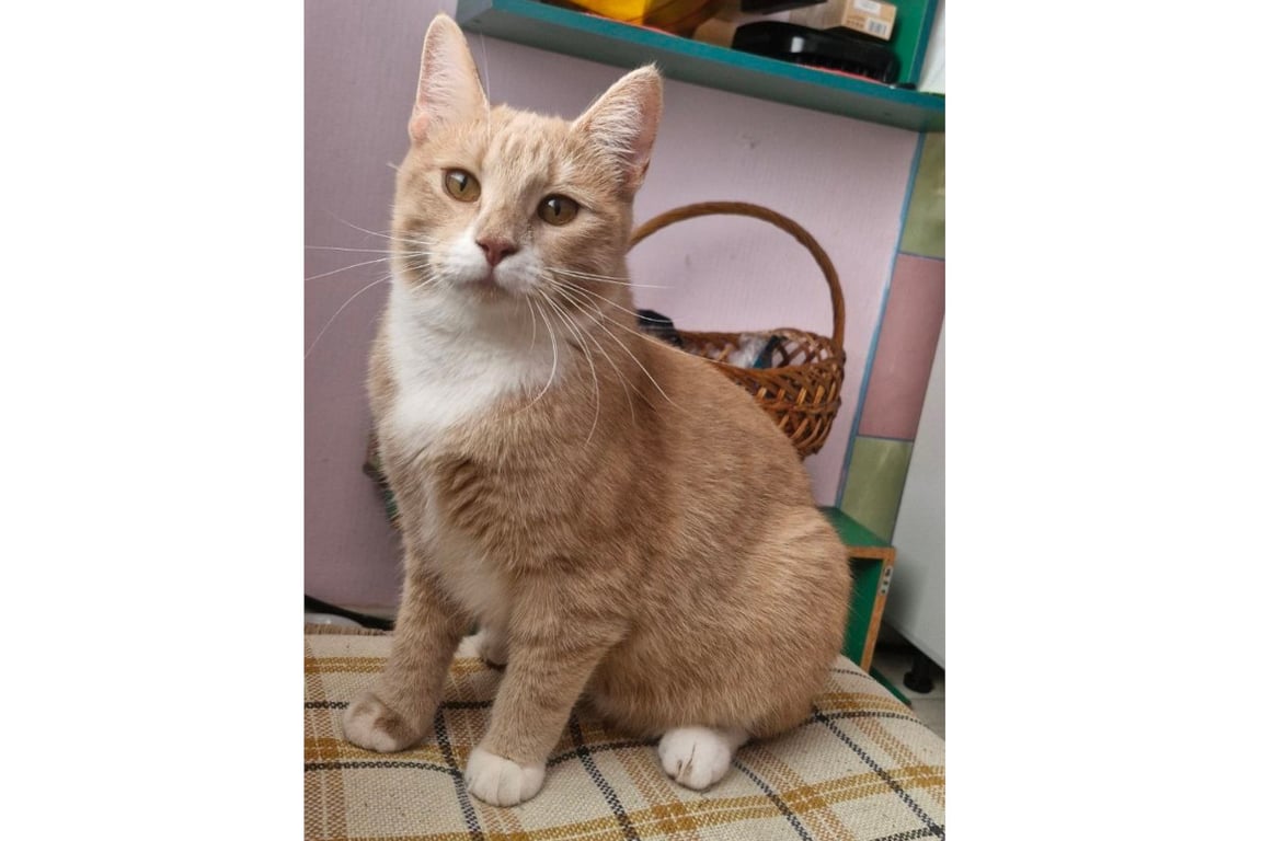 «Это была любовь с первого взгляда». О питомцах из приюта рассказали жители Барановичей