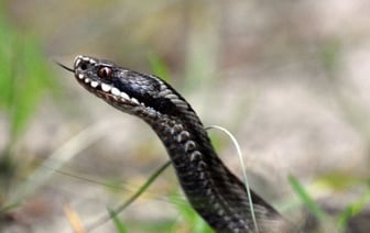 Действия после укуса змеи: что нельзя делать