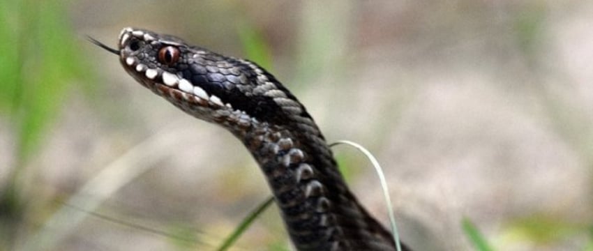 Действия после укуса змеи: что нельзя делать