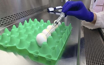 Американский Эксперт Предсказывает, Что Следующая Пандемия Будет Вызвана Птичьим Гриппом: "Это Просто..."