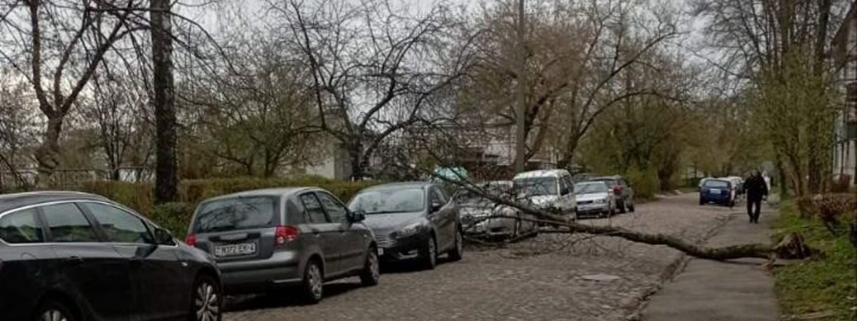 Падали деревья и пропадало электричество — последствия сильного ветра в Беларуси