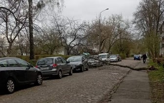 Падали деревья и пропадало электричество — последствия сильного ветра в Беларуси