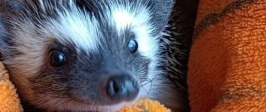 Ежик Пыхтоша появился в семье белорусов